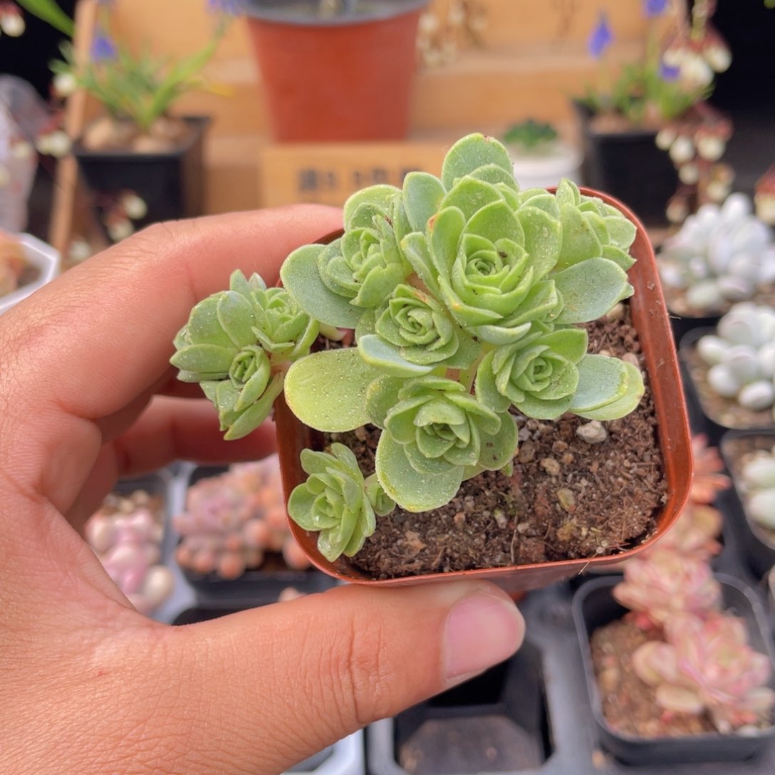 山地玫瑰多肉9.9包邮发货