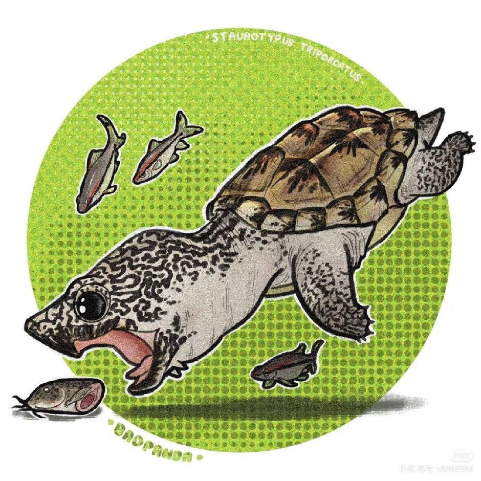 观赏龟，主播会说，100