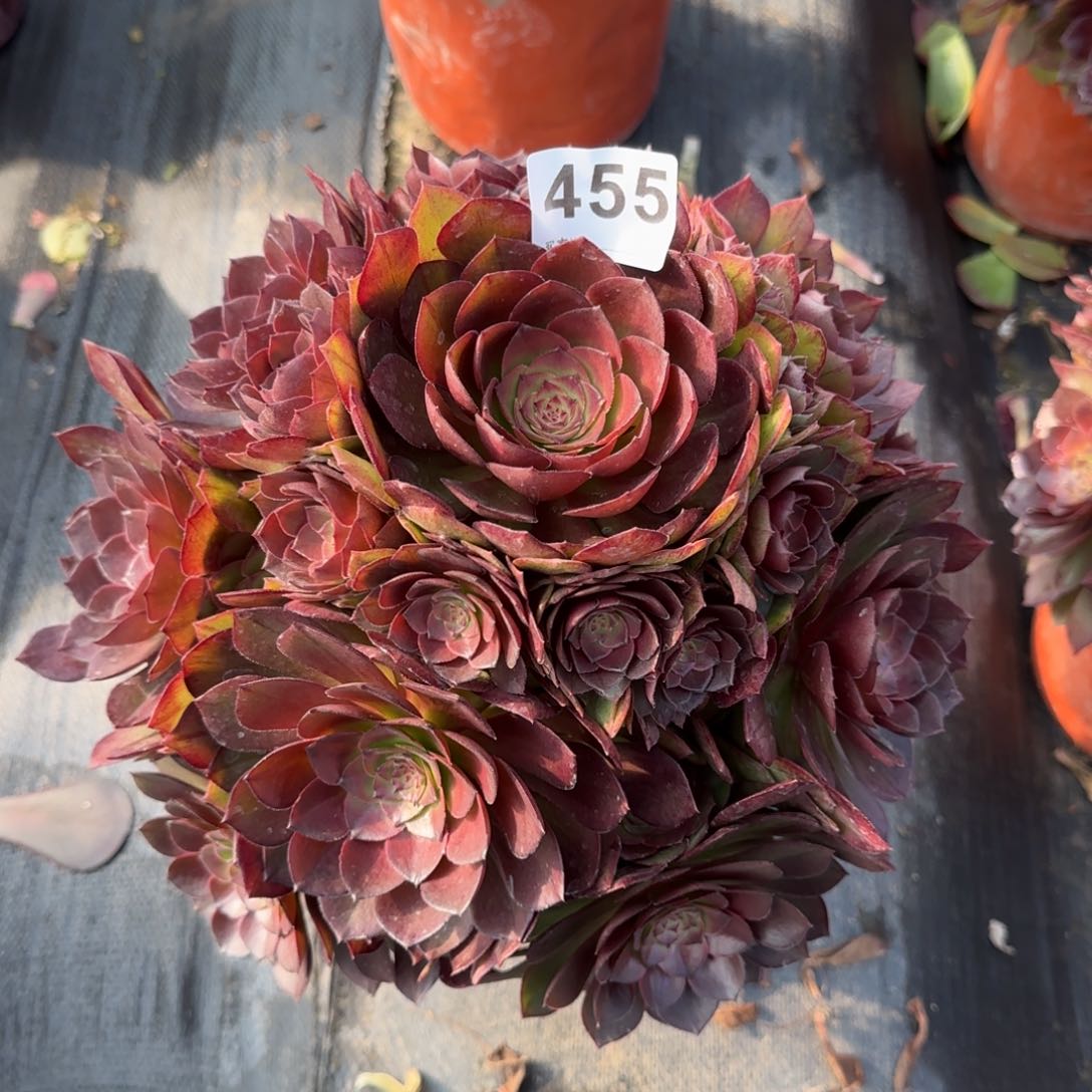 455多肉植物法师