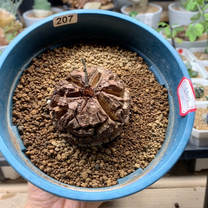 南非龟甲龙带盆6.3cm