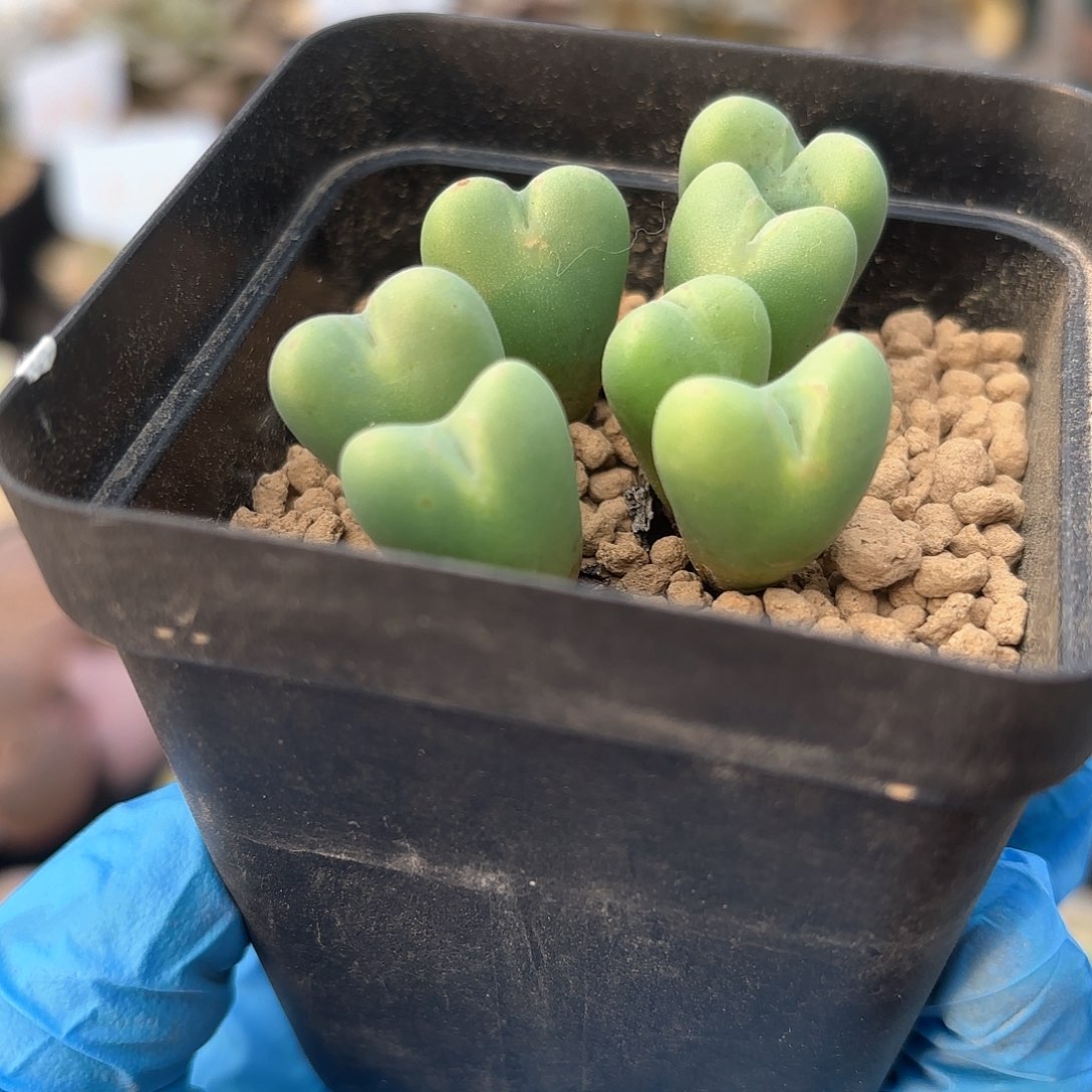 636 少将带盆土 新店特价 9.9包邮