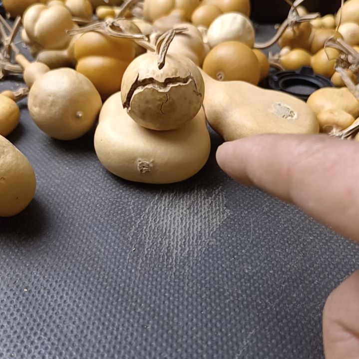 宏*全品无瑕厚皮花叶天裂苹果葫芦