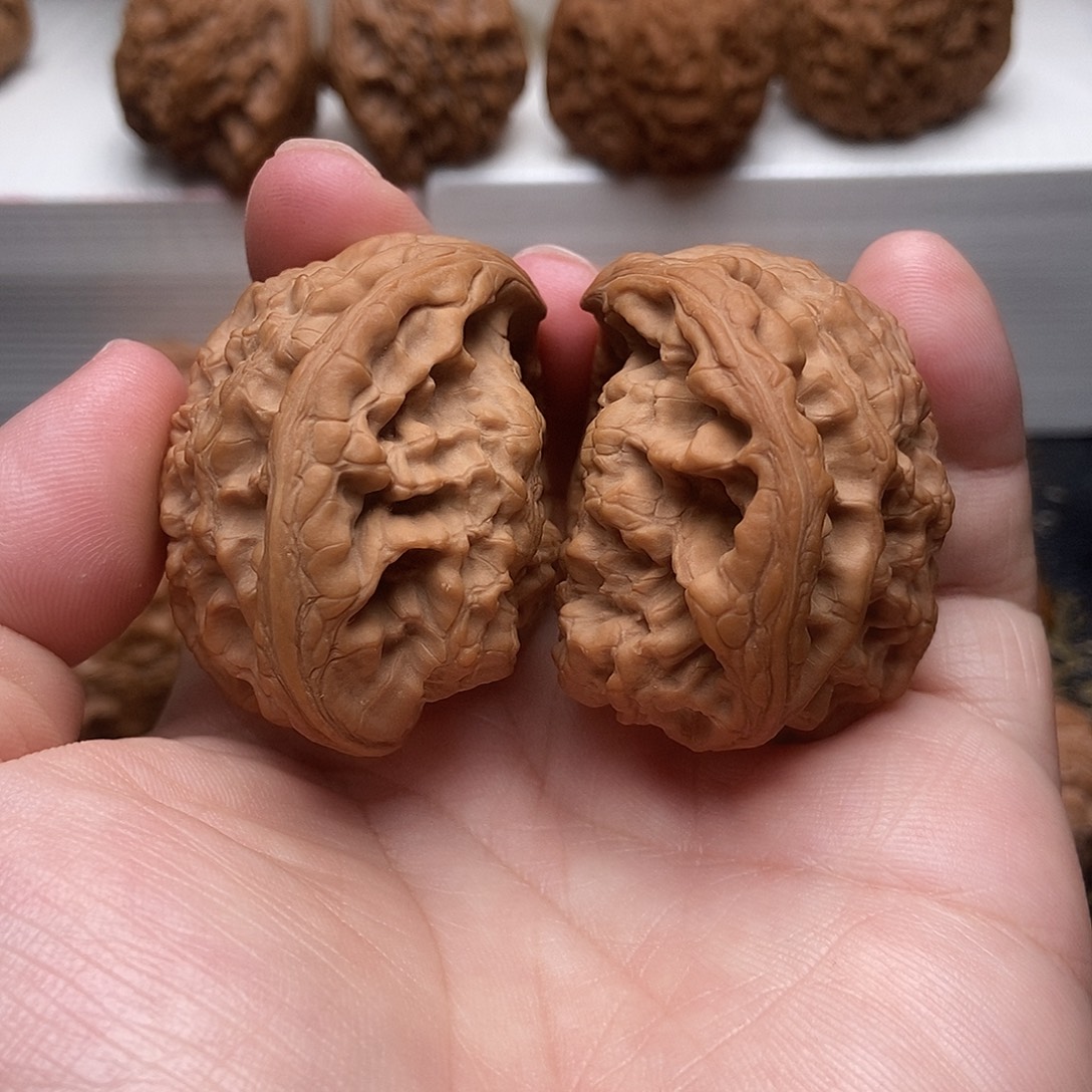 49尺冠帽蛇头全品