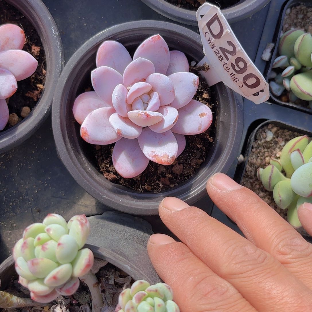 D290粉雪莲yi wu yi pai