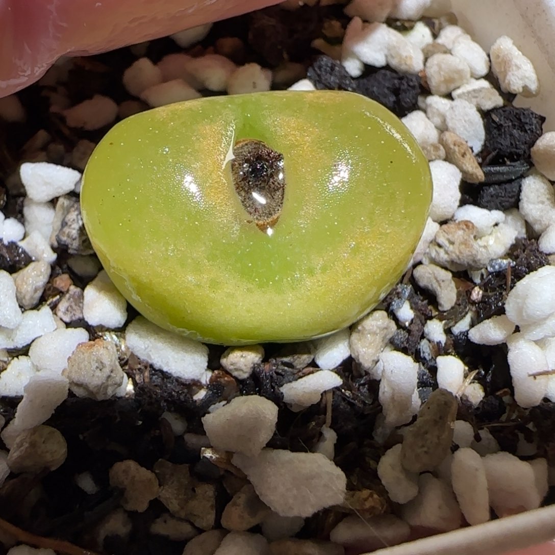 肉锥多肉植物百科26-1015