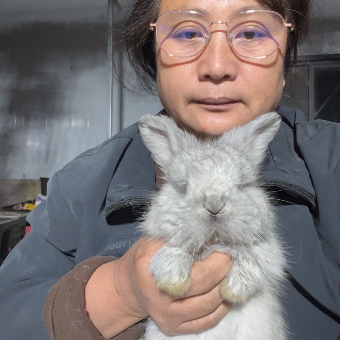 努***肥双血统英系安拉兔子
