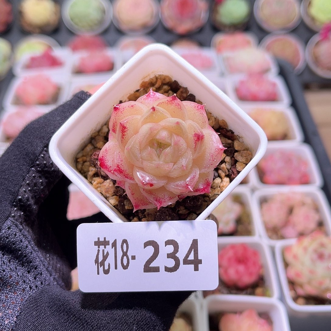 花利美18-234麦秆单头