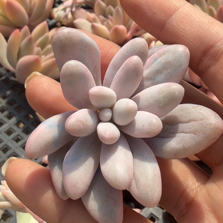 粉色恋人锦 主头腹轮锦