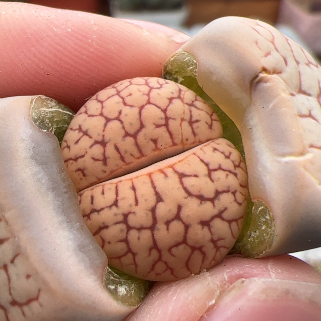 0578号镇魂石 多肉植物