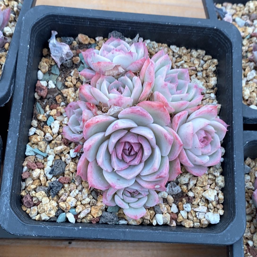 精品多肉一物一拍不包整620