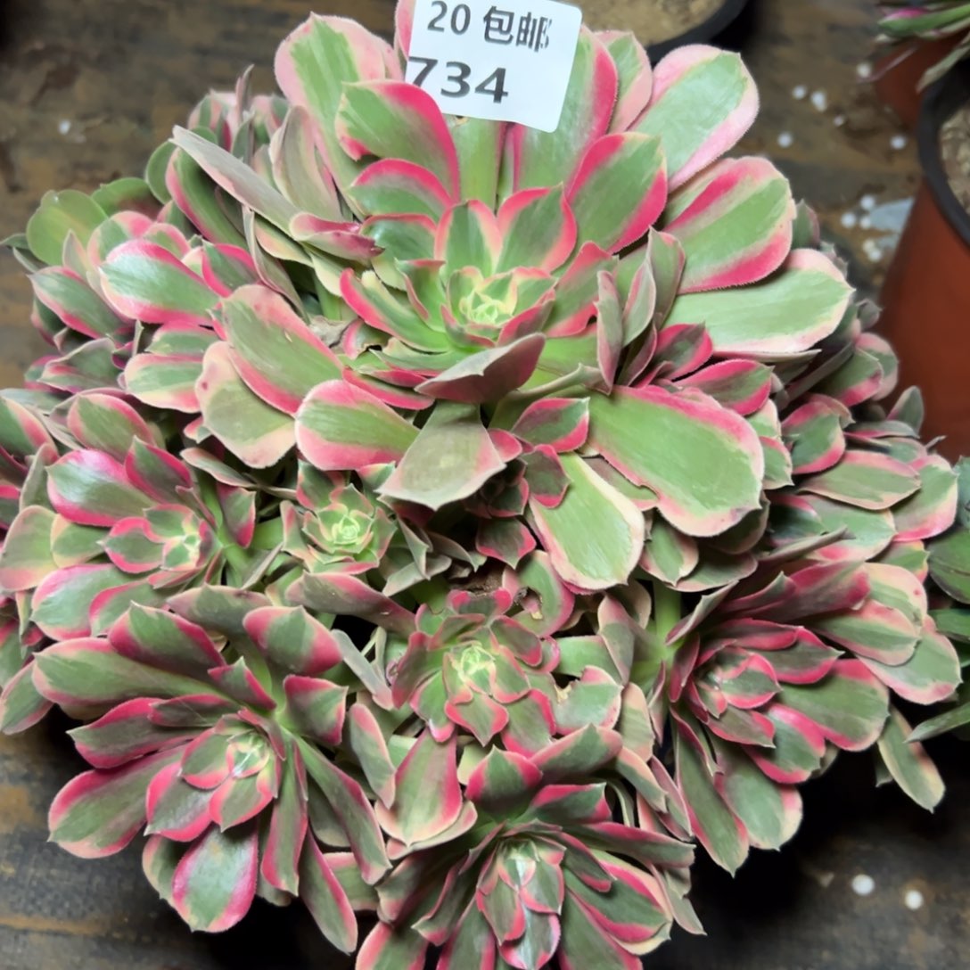 734女郎，满20包邮嘟叮熊