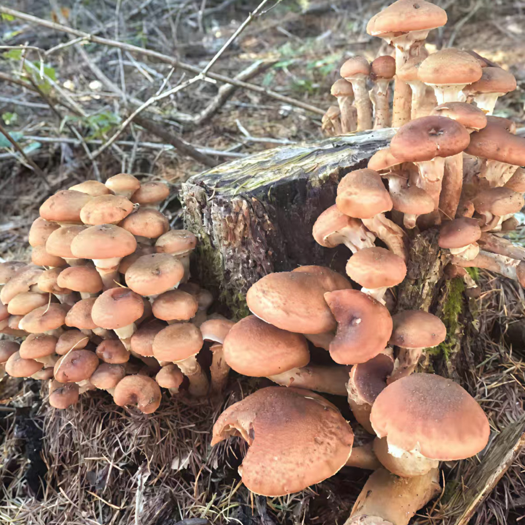 2025黑龙江林口榛蘑