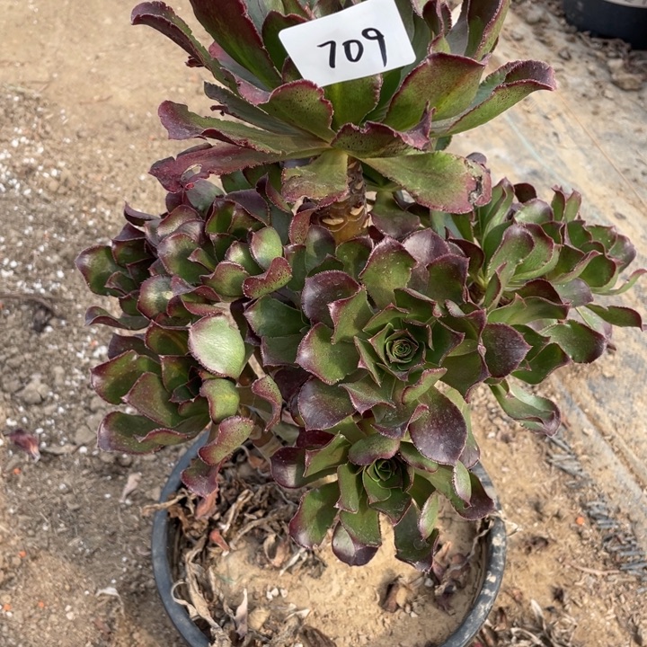 法师植物魅影中班709