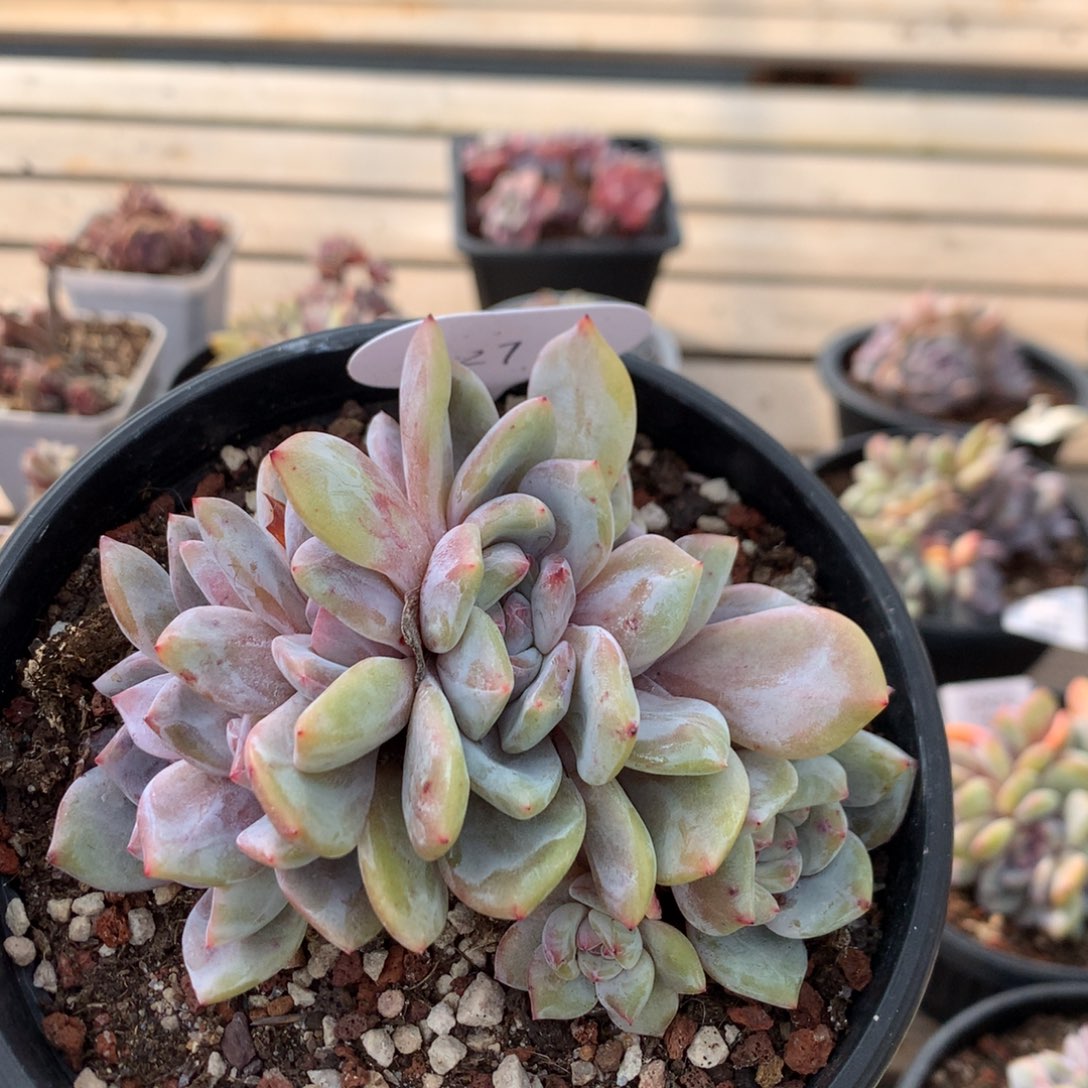 12.5厘米八头小树石榴籽朵朵 27