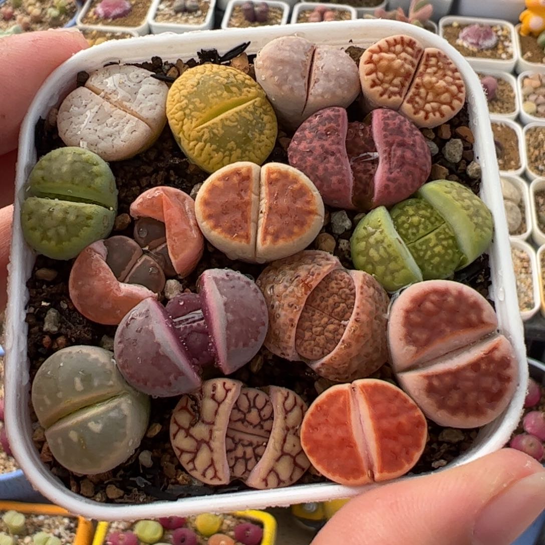 513多肉植物组合