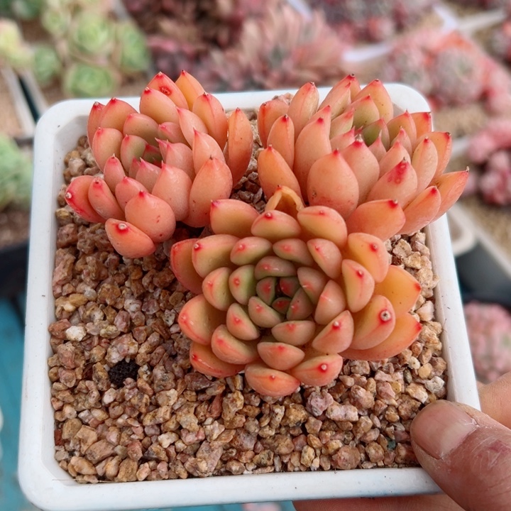 精品多肉植物老桩