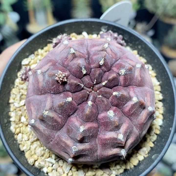 101号紫皮梦想6cm