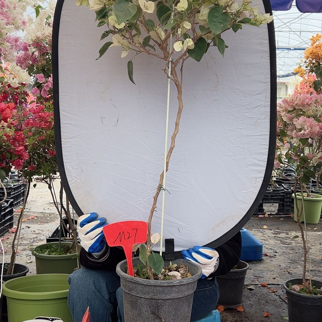 平***乐大部分花苞少量开放M27五宝