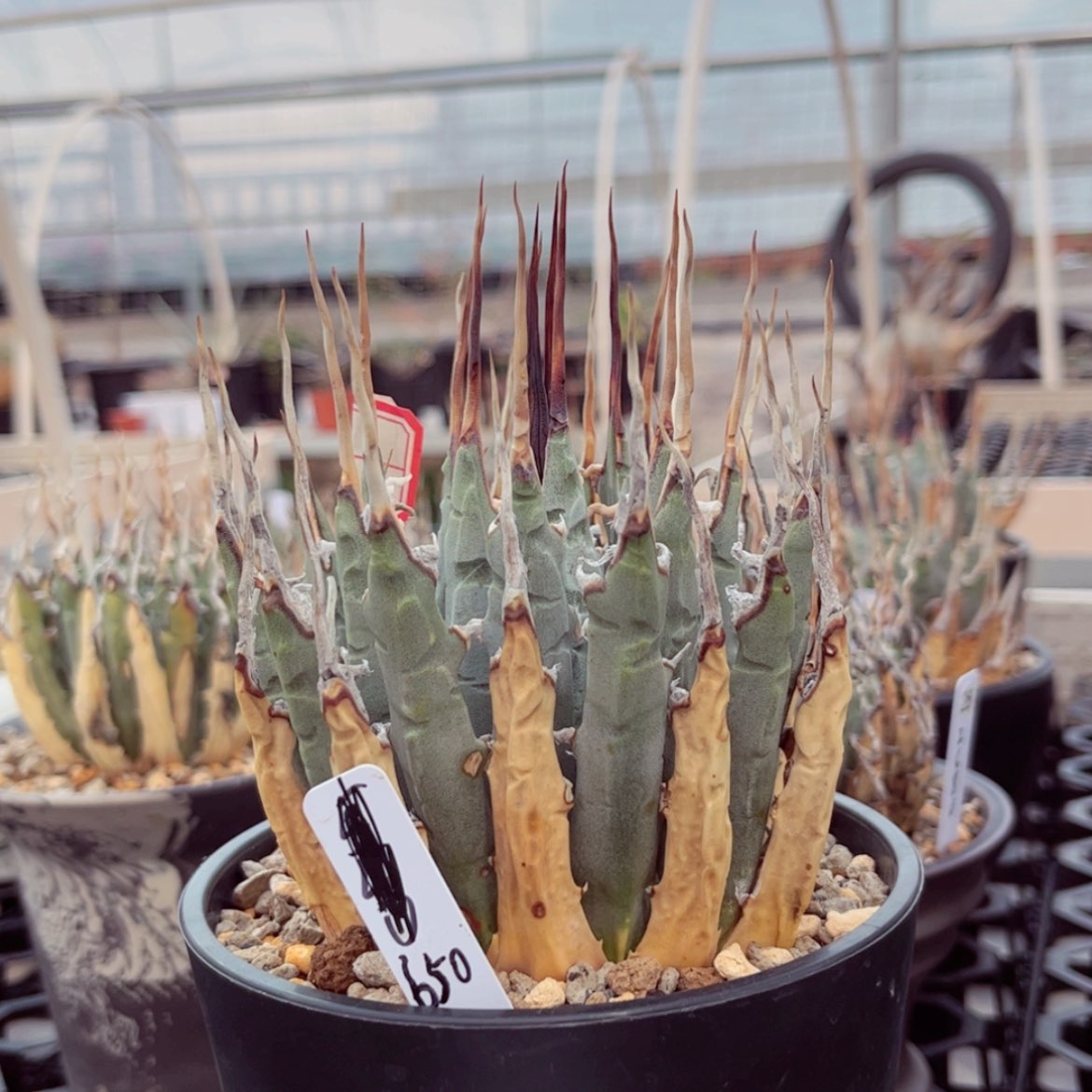 【闪购商品】妖炎折后价