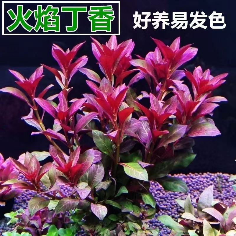火焰丁香坨草新手懒人好养阴性草入缸即可成景