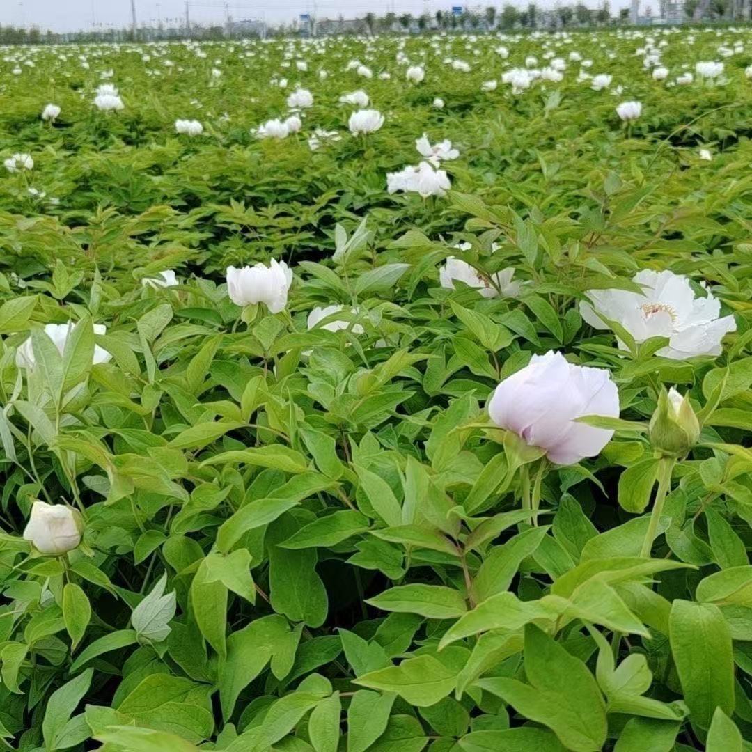 2025正宗牡丹苗凤丹苗可种植可观赏