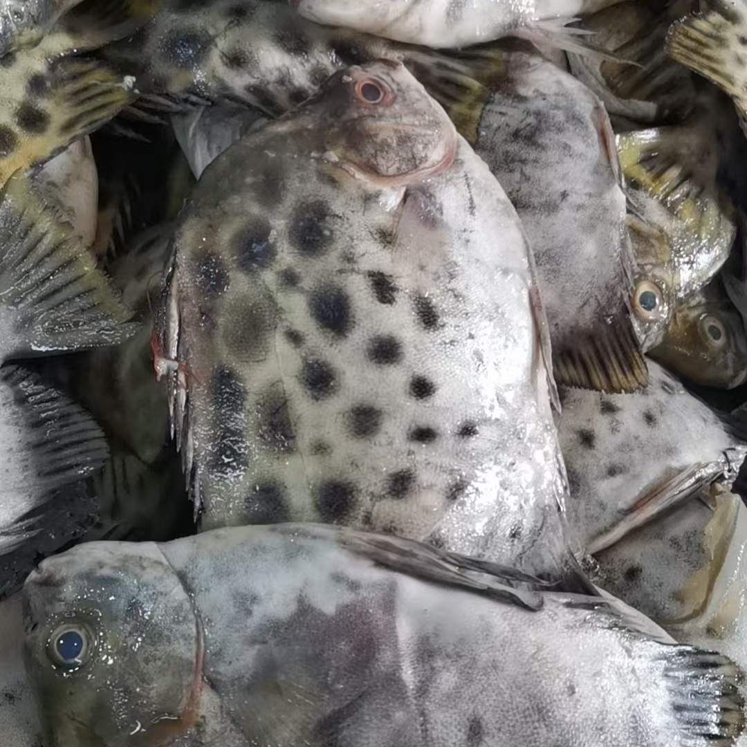 广东湛江天然金鼓鱼肉质鲜嫩无细刺顺丰速冻发货