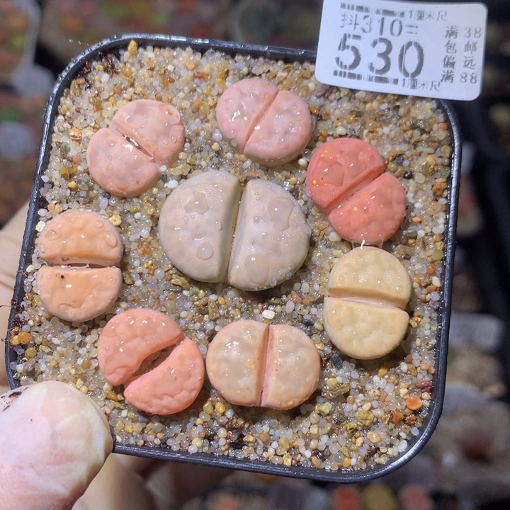 精品生石花310.530