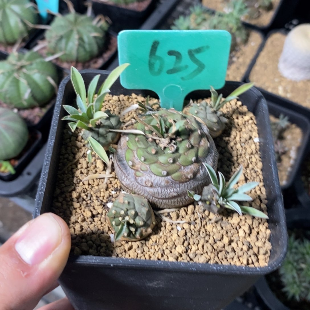 铁步丸多肉植物一个