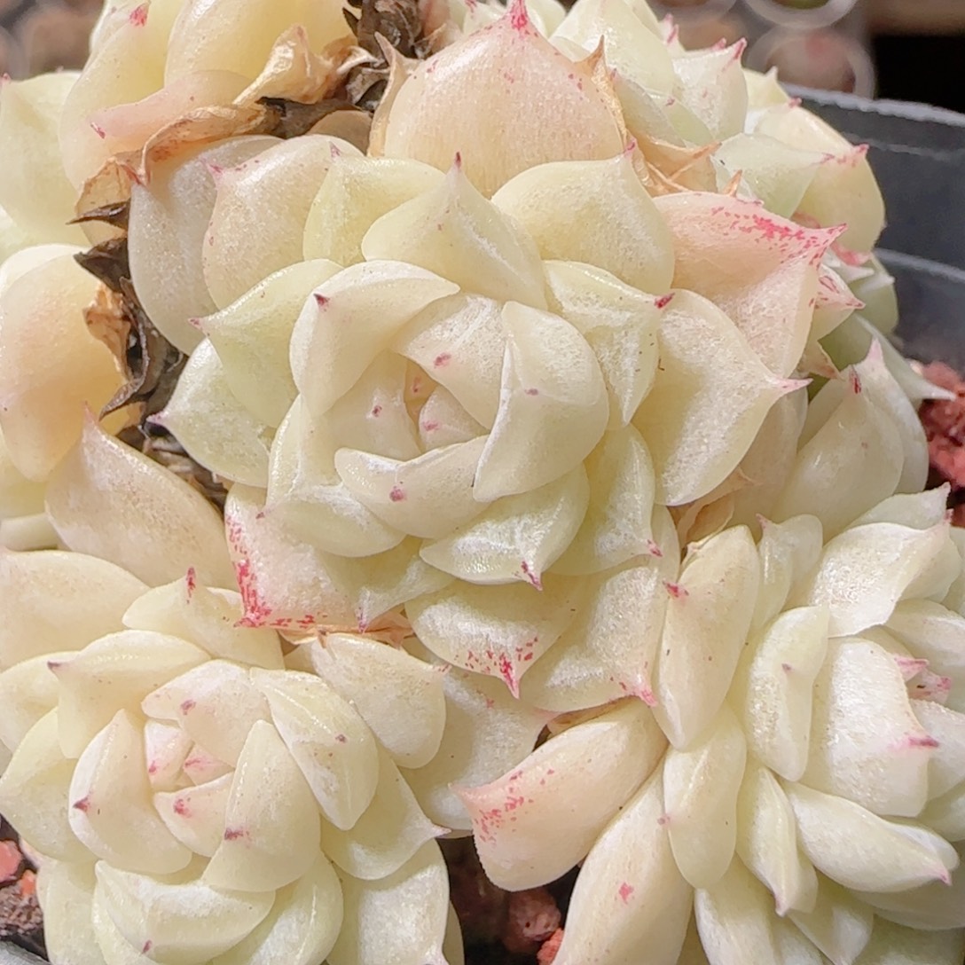 花语多肉1219-89散