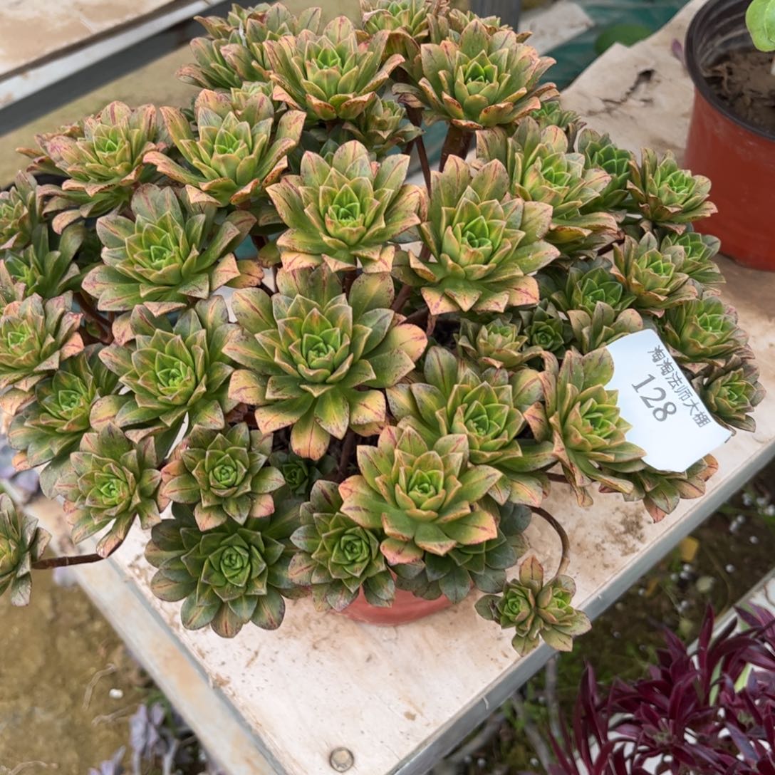 128花茶多肉植物法师