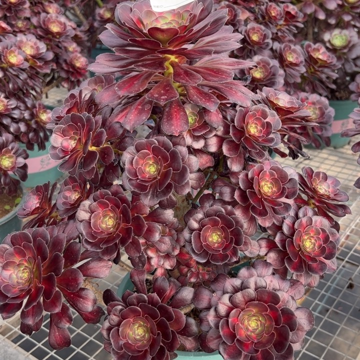 443晚霞30厘米左右