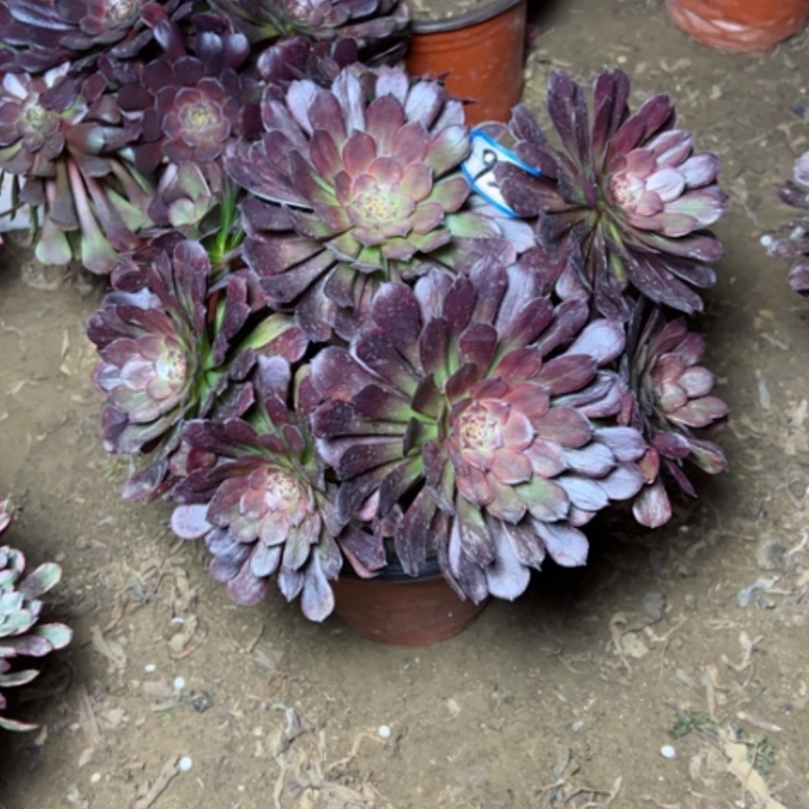 【闪购商品】多肉植物黑铜壶92