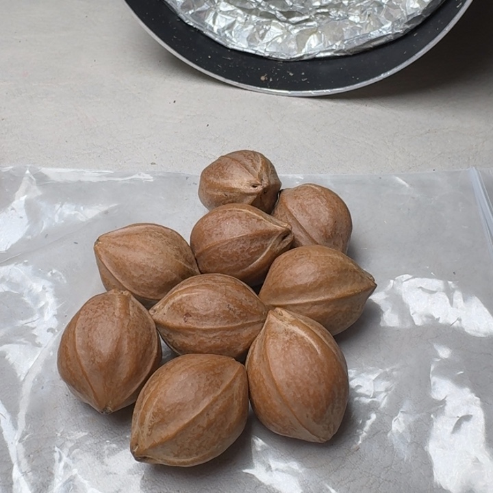 风***虹手串/手链橄榄核橄榄核2.1