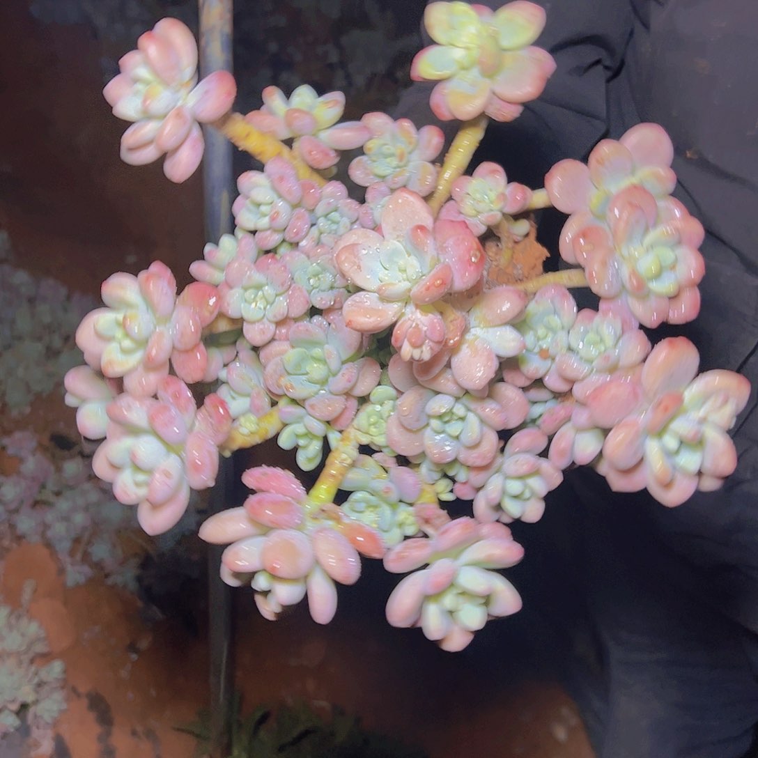 洛神多肉2棵发货