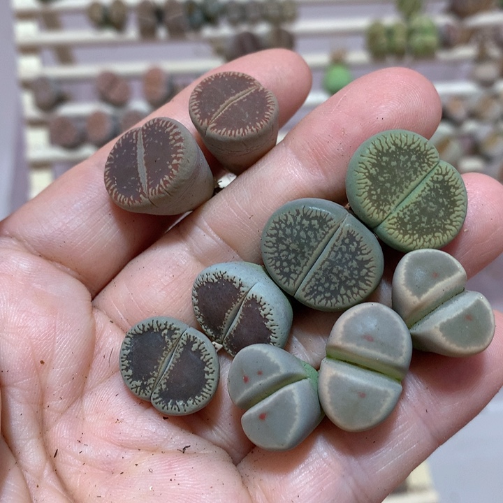 安****7035两颗54窗两颗c1窗三颗惜春