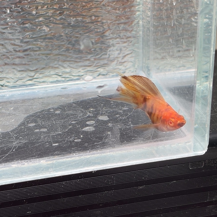 孔雀鱼玛丽鱼一条可可公