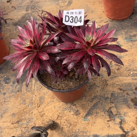 304孔雀锦不包断枝