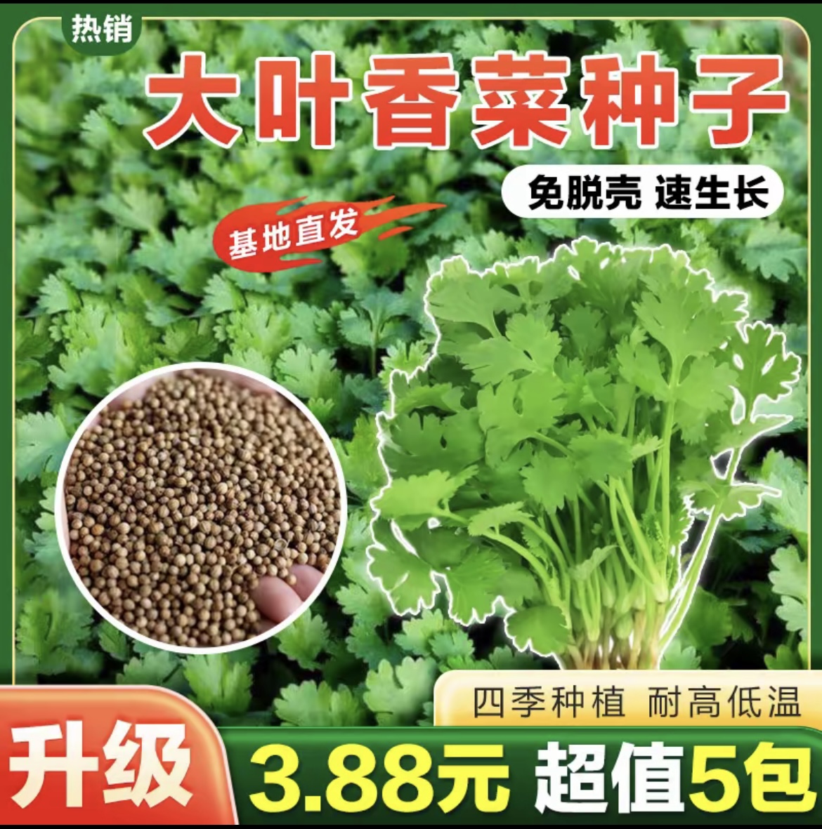 【5包】大叶香菜种子耐热耐抽薹芫荽种籽春秋四季蔬菜盆栽蔬商品图