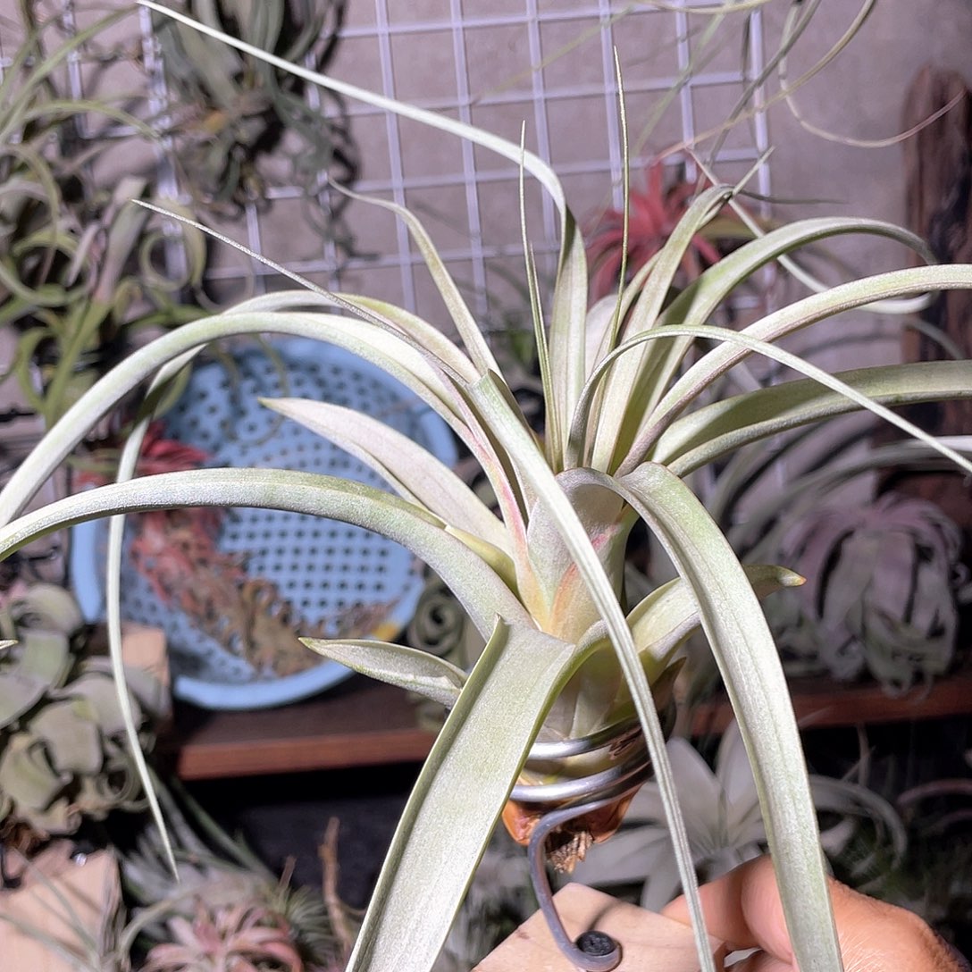 柳叶卷70号空气凤梨