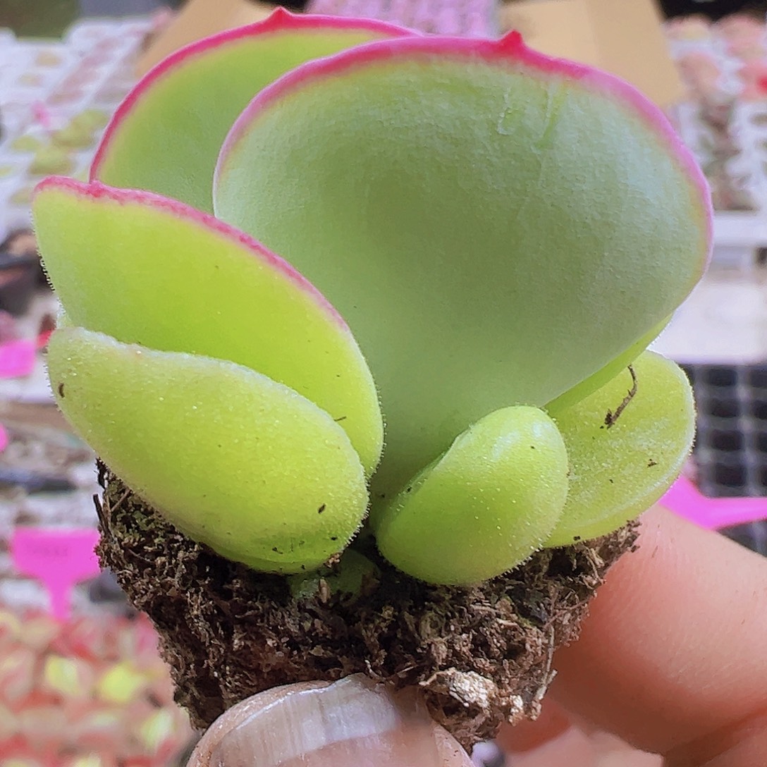 小白眉5个19包邮多肉