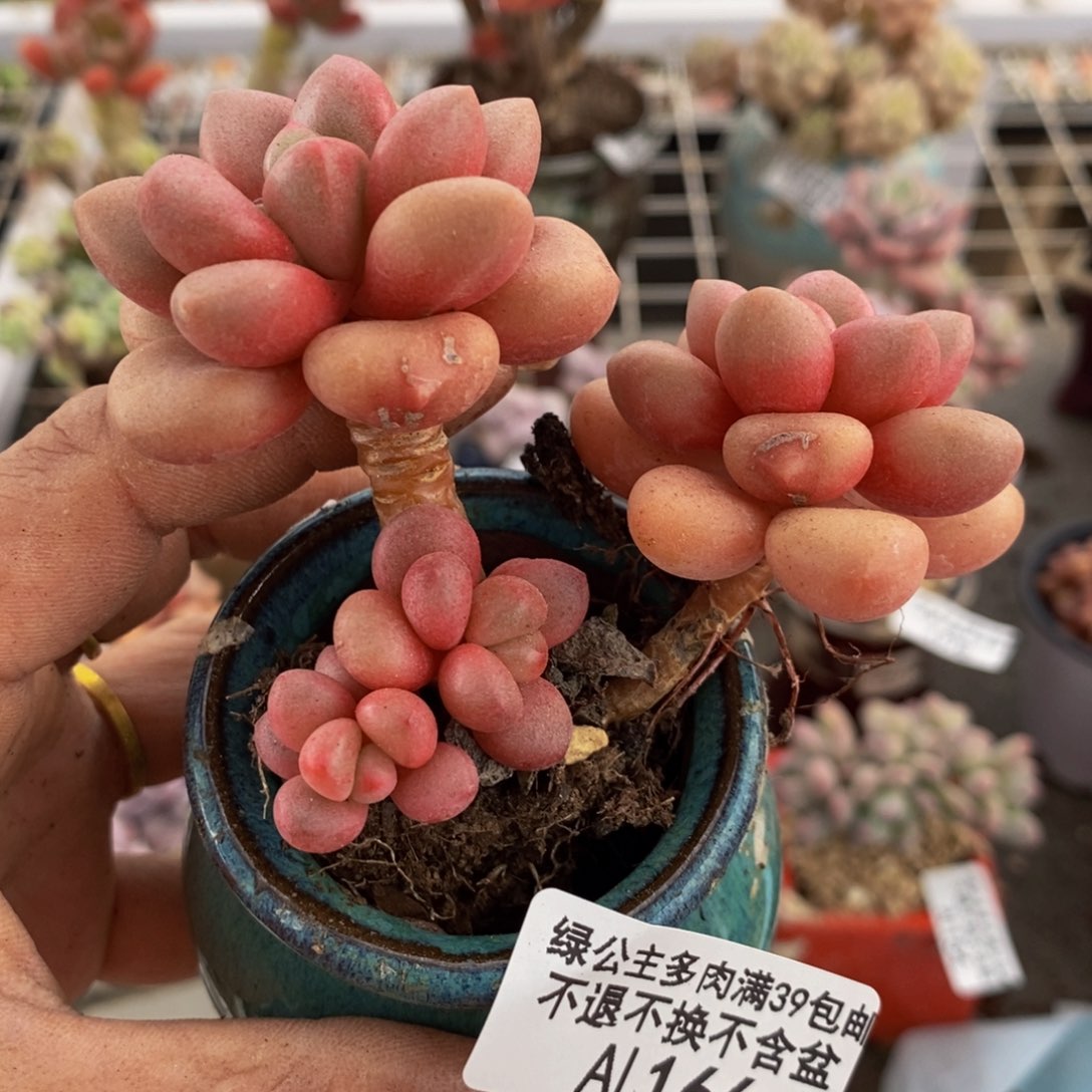 先锋派166/8cm多肉