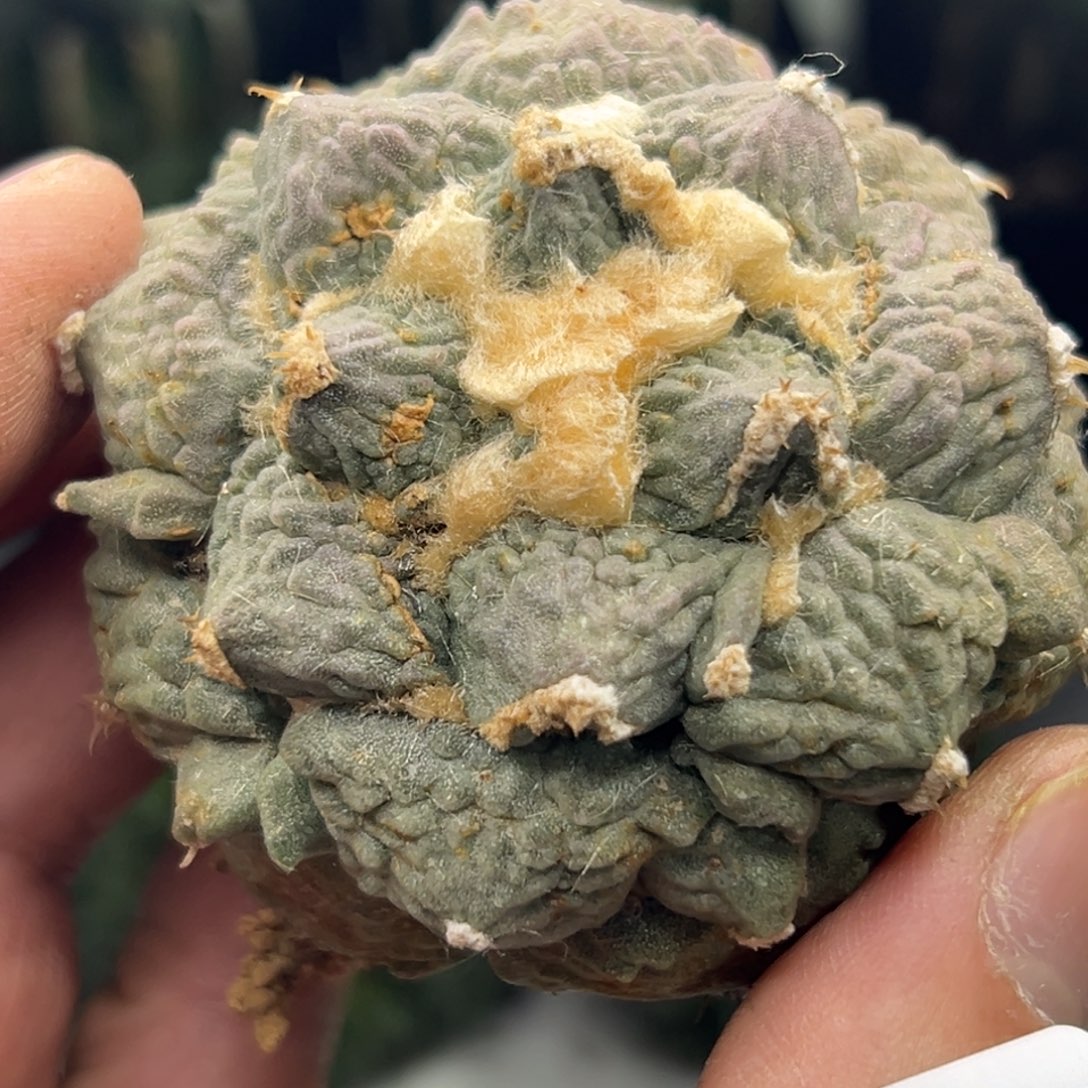 143 仙人球的牡丹啊