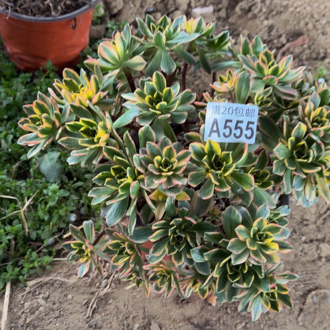 555多肉植物捧花的时候