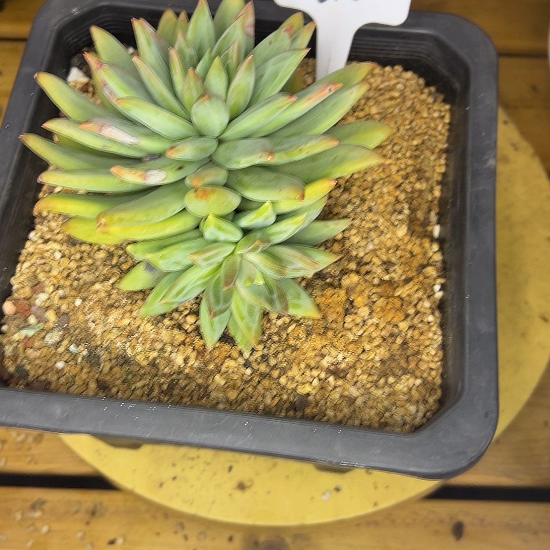 610莱万特。 多肉。 