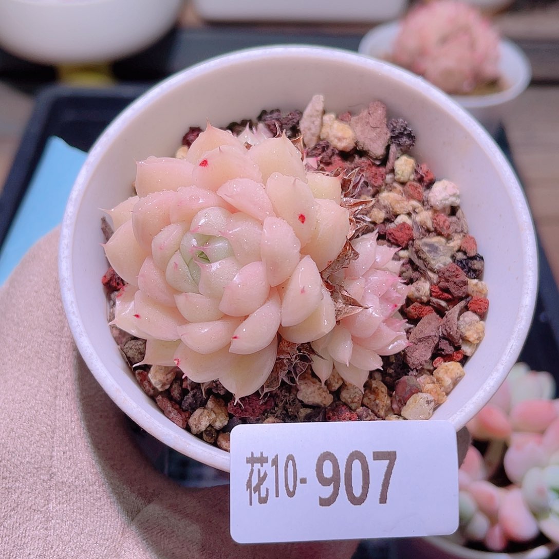 花利美10-907麦秆