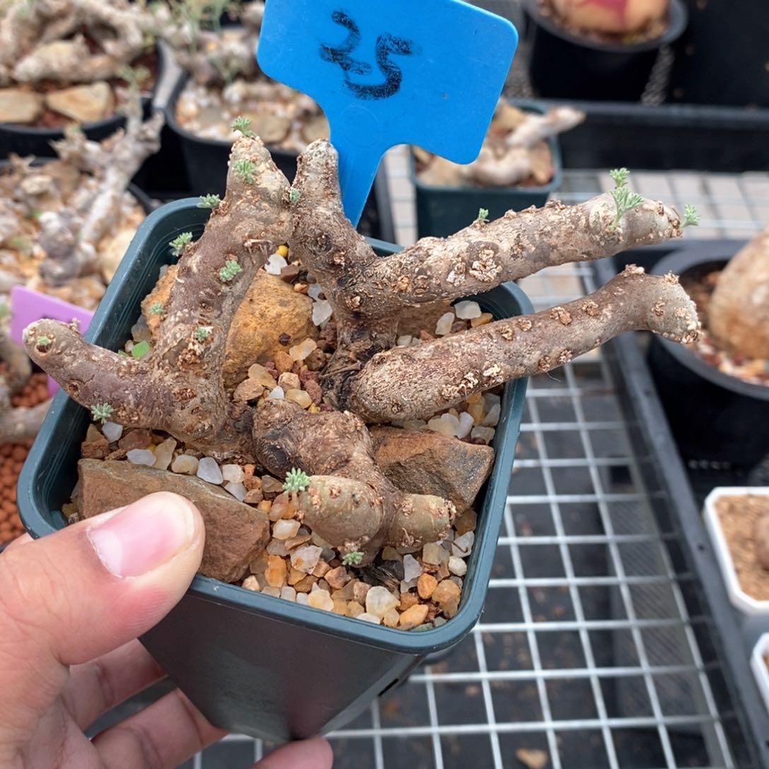 黑皮月界多肉植物
