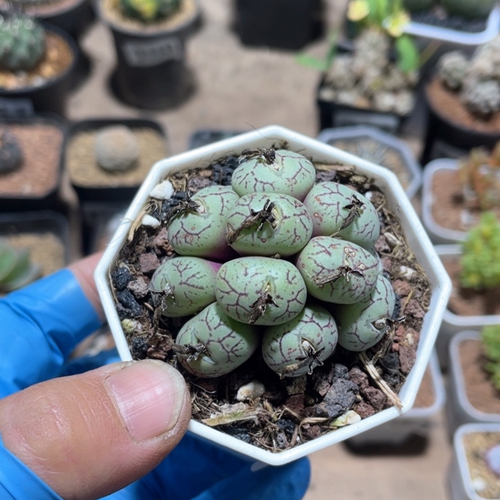 229青姬肉椎一盆