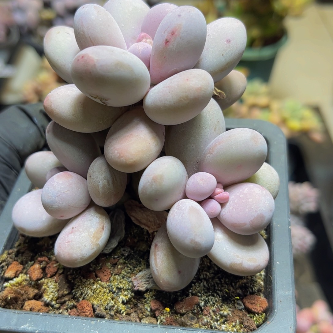 270水光针奶酪9厘米多肉