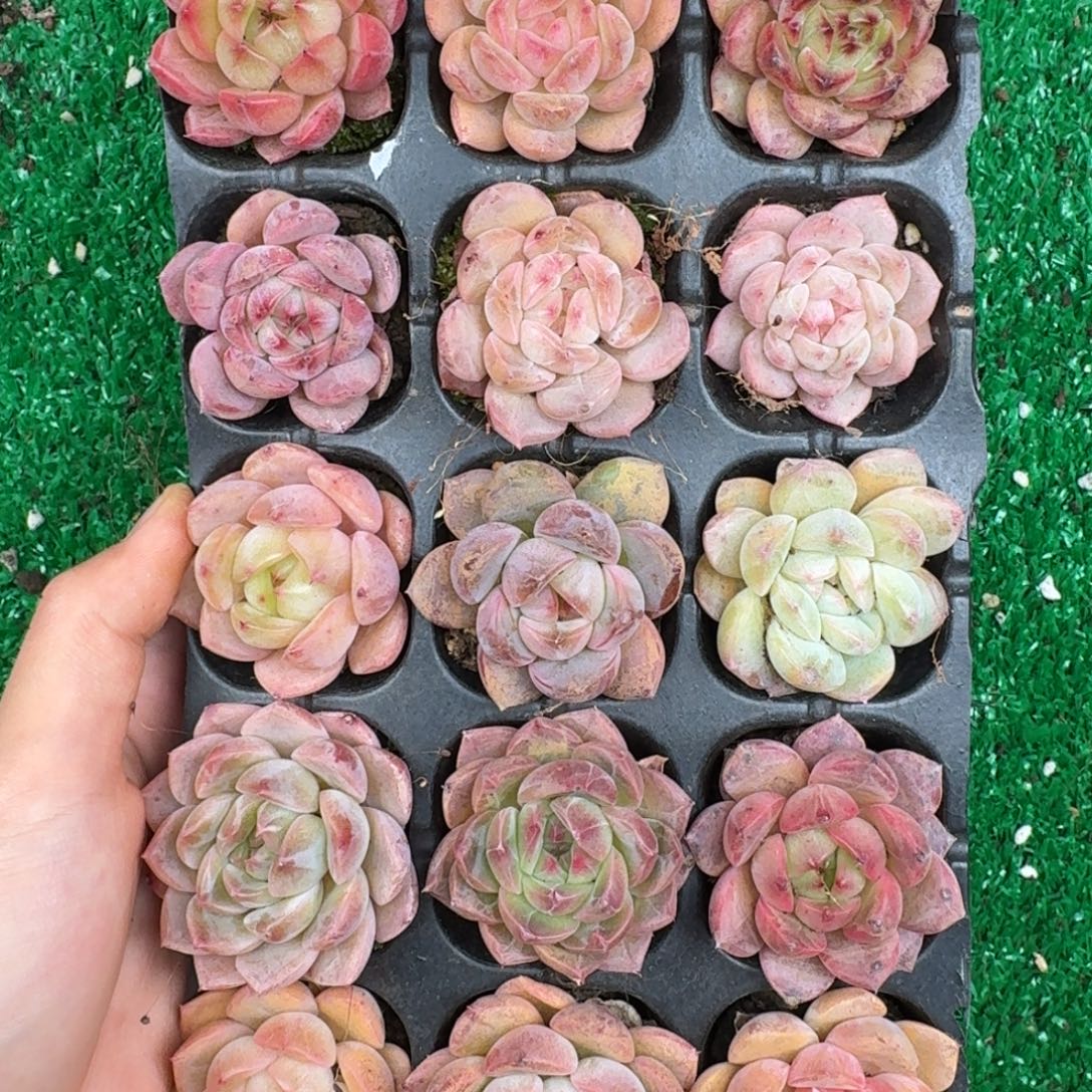 多肉一物一拍13-93