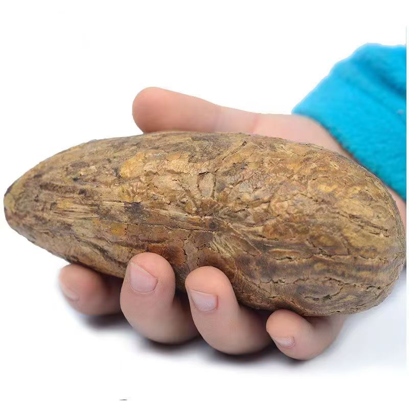 精选霸王果老果王饰品